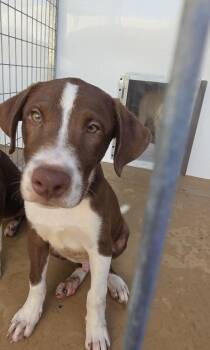Daniel -  Shepherd Dog for Adoption in Cleveland, Tennessee - Daniel | PetCurious