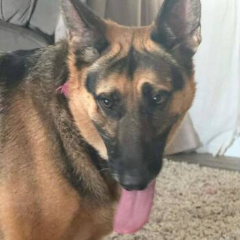 German Shepherd Dog Dogs Available for Adoption in Savannah, Georgia - Zara | PetCurious