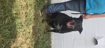 Snookie -  Shepherd Dog for Adoption in Berea, Kentucky - Snookie | PetCurious