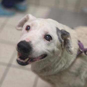 Freddy -  Mixed Breed Dog for Adoption in Charleston, West Virginia - Freddy | PetCurious