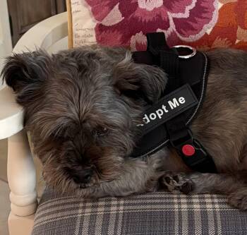 Milo Too -  Shih Tzu and Terrier Dog for Adoption in Worcester, Massachusetts - Milo Too | PetCurious