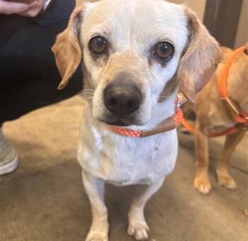 Chihuahua Dogs Available for Adoption in Ontario, California - MAY | PetCurious