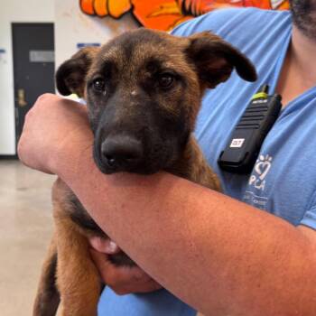 Hawkeye -  German Shepherd Dog Dog for Adoption in York, Pennsylvania - Hawkeye | PetCurious