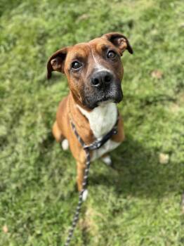 Rescue Boxer Dogs for Adoption in Oak Ridge, Tennessee - Zero | PetCurious
