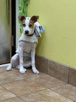 Harley Quinn -  Pit Bull Terrier and Australian Cattle Dog Blue Heeler Dog for Adoption in Thornton, Colorado - Harley Quinn | PetCurious