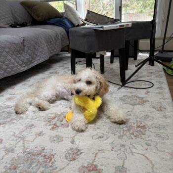 Bernedoodle Dogs Available for Adoption in Verona, New Jersey - Charlie The Dood | PetCurious