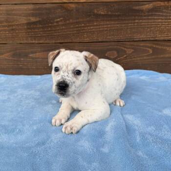 Cattle Dog and English Bulldog Dogs Available for Adoption - Pepita | PetCurious
