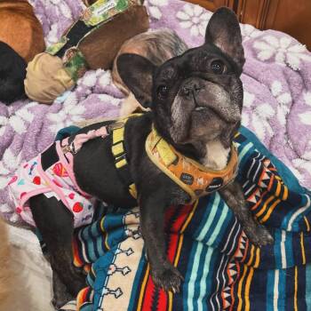 Stiletto -  French Bulldog Dog for Adoption in West Falls, New York - Stiletto | PetCurious