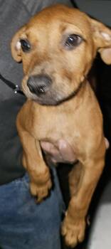 Rescue Black Mouth Cur and Golden Retriever Dogs for Adoption in Biloxi, Mississippi - Phoenix | PetCurious