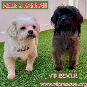 Shih Tzu Dogs Available for Adoption in Redington Beach, Florida - Hanna And Neel / Largo BONDED PAIR | PetCurious