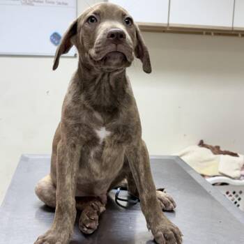Argos-4745 -  Mixed Breed Dog for Adoption in Tyler, Texas - Argos-4745 | PetCurious