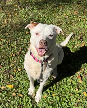 Bob -  Labrador Retriever Dog for Adoption in New Hope, Pennsylvania - Bob | PetCurious