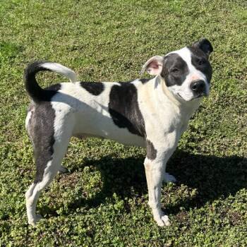 Pit Bull Terrier and Mixed Breed Dogs Available for Adoption - Jelly Belly | PetCurious