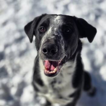 Mixed Breed Dogs Available for Adoption - Boone 260038 | PetCurious