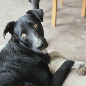 Nix -  Mixed Breed Dog for Adoption in Wilsall, Montana - Nix | PetCurious
