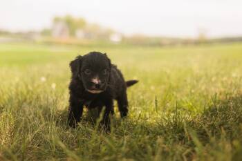 Goldendoodle and Mixed Breed Dogs Available for Adoption in Gradyville, Kentucky - Carly - Transport | PetCurious