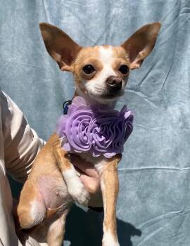 Chihuahua Dogs Available for Adoption in Houston, Texas - Pita Pocket | PetCurious