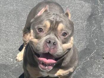 Mixed Breed Dogs Available for Adoption in Georgetown, Texas - Poppy | PetCurious