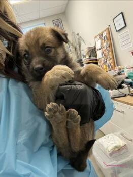 Banana -  Shepherd and Mixed Breed Dog for Adoption in Fresno, California - Banana | PetCurious