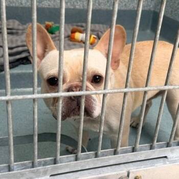 Rexy -  French Bulldog Dog for Adoption in Long Beach, California - Rexy | PetCurious