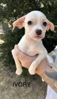 Ivory -  Chihuahua Dog for Adoption in Norfolk, Massachusetts - Ivory | PetCurious