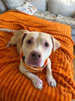 Milo -  Cardigan Welsh Corgi and Pit Bull Terrier Dog for Adoption in Cleveland, Ohio - Milo | PetCurious