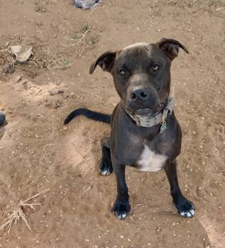 Rescue Pit Bull Terrier Dogs for Adoption in San Antonio, Texas - Lucky | PetCurious