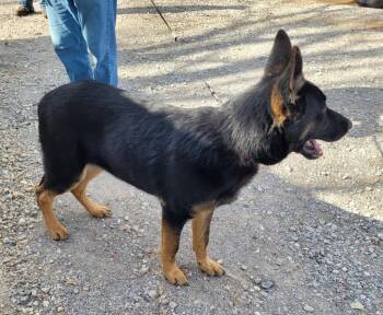 German Shepherd Dog Dogs Available for Adoption - Jake | PetCurious