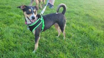 Chihuahua and Mixed Breed Dogs Available for Adoption in Hillsboro, Oregon - Shirley | PetCurious
