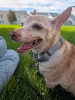 Scampy -  Dachshund and Corgi Dog for Adoption in Millcreek, Utah - Scampy | PetCurious