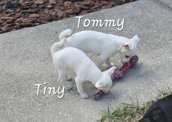 Rescue Chihuahua Dogs for Adoption in Brooksville, Florida - Tommy | PetCurious