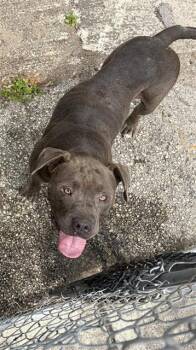 American Staffordshire Terrier Dogs Available for Adoption in San Antonio, Texas - PADME AMIDALA | PetCurious