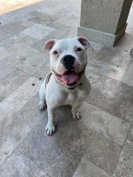 Axel -  American Bulldog Dog for Adoption in Monticello, New York - Axel | PetCurious