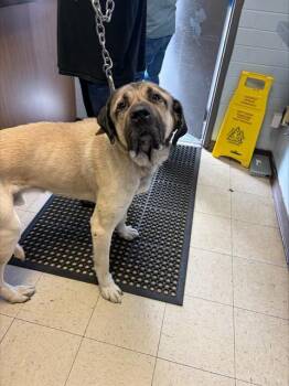 Anatolian Shepherd and Mastiff Dogs Available for Adoption - GALAHAD | PetCurious