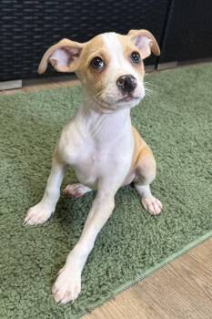 Lewis -  Chihuahua Dog for Adoption in Plant City, Florida - Lewis | PetCurious