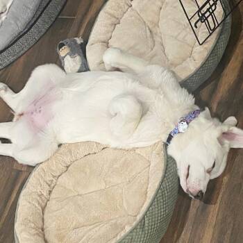 Great Pyrenees and Mixed Breed Dogs Available for Adoption - Magnolia | PetCurious