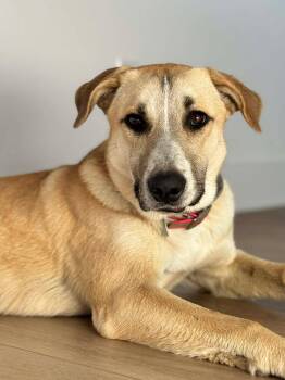 Shepherd Dogs Available for Adoption - Zoey | PetCurious