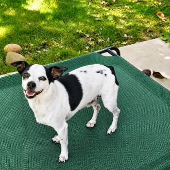 Dotty -  Jack Russell Terrier and Chihuahua Dog for Adoption in San Francisco, California - Dotty | PetCurious