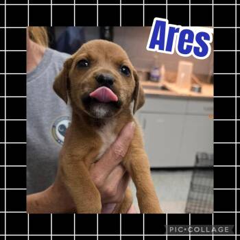 Ares -  Hound and Labrador Retriever Dog for Adoption in Ringwood, New Jersey - Ares | PetCurious