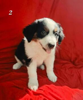 Canvas -  Siberian Husky and Beagle Dog for Adoption in New Baltimore, Michigan - Canvas | PetCurious