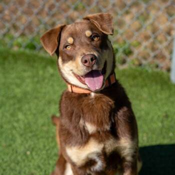 Mixed Breed Dogs Available for Adoption - Colby | PetCurious