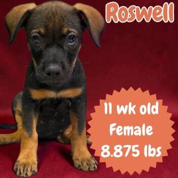 Roswell -  Labrador Retriever and Hound Dog for Adoption in Ringwood, New Jersey - Roswell | PetCurious