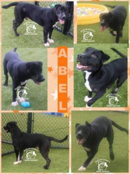 Abel -  American Staffordshire Terrier and Mixed Breed Dog for Adoption in Kenansville, North Carolina - Abel | PetCurious