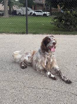 Available for Adoption - Emily (IL, USA) -  English Setter Dog for Adoption in Chelsea, Michigan - Available For Adoption - Emily (IL, USA) | PetCurious