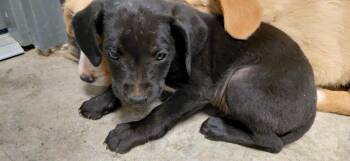 Mixed Breed Dogs Available for Adoption in Henderson, North Carolina - Pascal | PetCurious