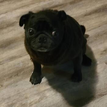 Tina -  Pug Dog for Adoption in Lake Jackson, Texas - Tina | PetCurious