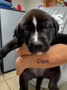 Clark -  American Staffordshire Terrier and Husky Dog for Adoption in St. George, Utah - Clark | PetCurious