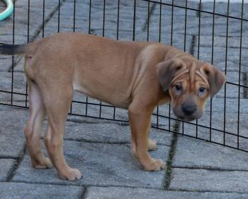 Maple -  Mixed Breed Dog for Adoption in Ellicott City, Maryland - Maple | PetCurious