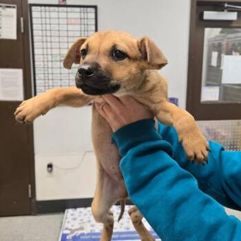 Shepherd and Chihuahua Dogs Available for Adoption in Durango, Colorado - Falkner | PetCurious