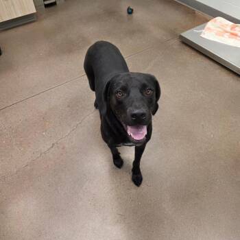 Major -  Black Labrador Retriever Dog for Adoption in Chattanooga, Tennessee - Major | PetCurious